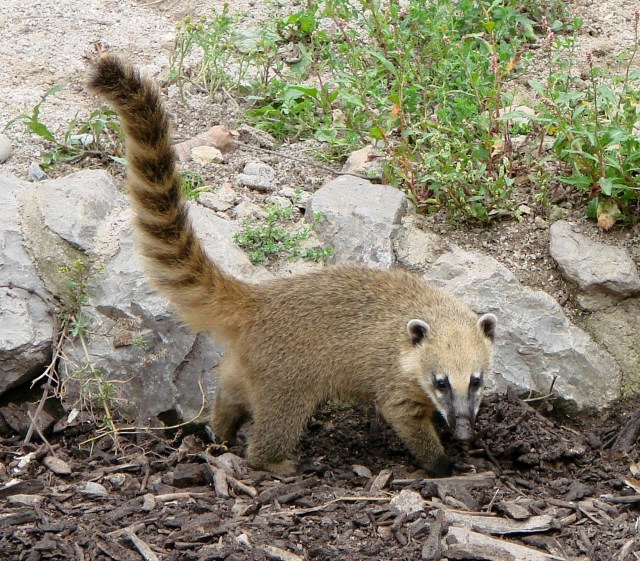 CONVIVENCIA CON LA FAUNA SILVESTRE