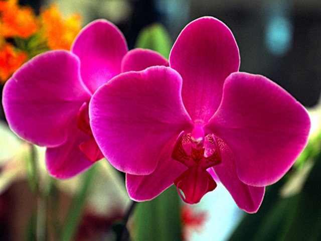 LAS ORQUÍDEAS ¡simplemente fascinantes!