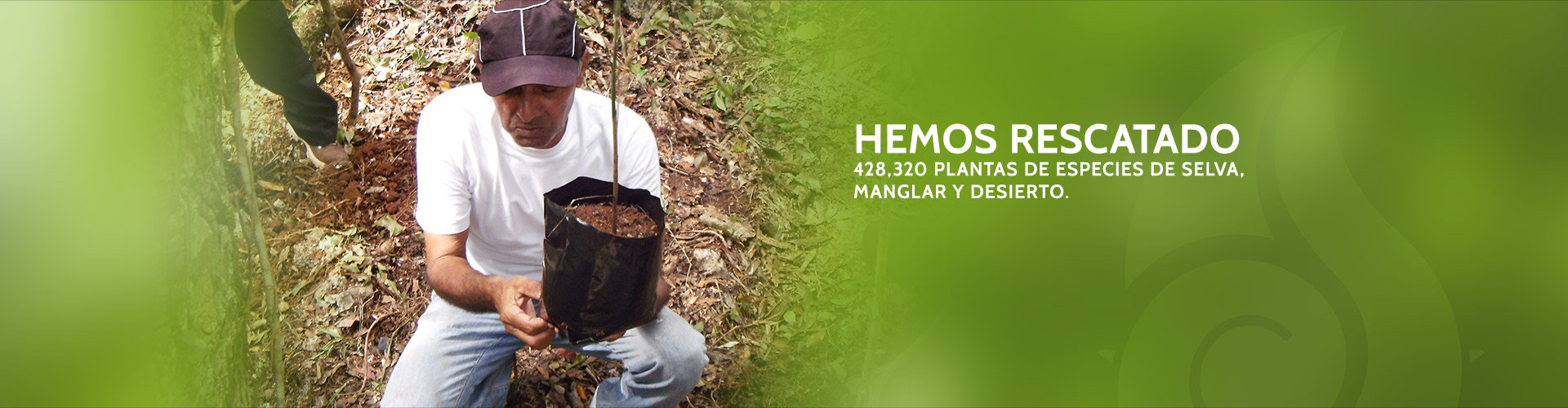 Hemos rescatado 428,320 plantas.